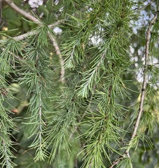 Larix laricina