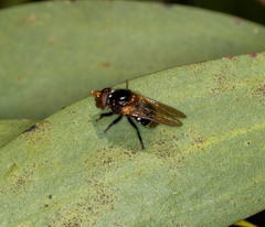 Cyphipelta rufocyanea
