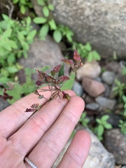 Hypericum virginicum