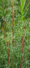 Isopogon ceratophyllus
