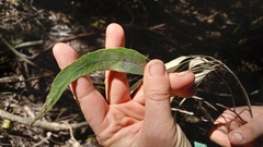 Eucalyptus quadrangulata