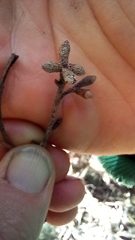 Eucalyptus quadrangulata