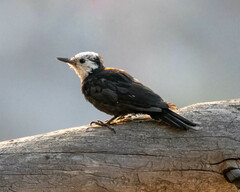 Dryobates albolarvatus