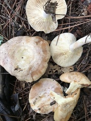 Lactarius maculatipes
