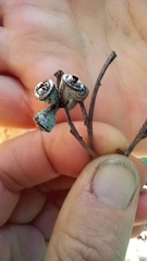 Eucalyptus quadrangulata