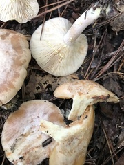 Lactarius maculatipes