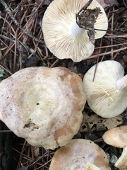 Lactarius maculatipes