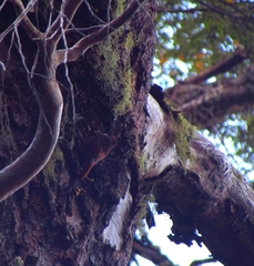 Pygarrhichas albogularis