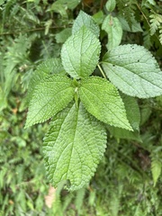 Boehmeria pilosiuscula