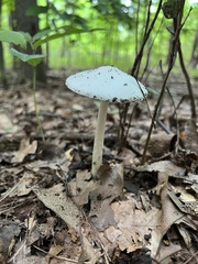 Phalloideae