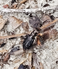 Cicindela punctulata