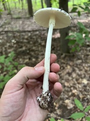 Phalloideae