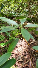 Rhododendron maximum