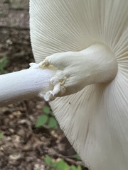 Phalloideae