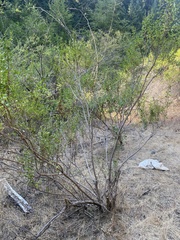 Baccharis pilularis