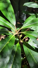 Rhododendron maximum