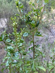 Baccharis pilularis