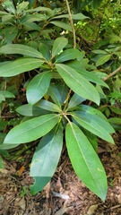 Rhododendron maximum