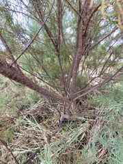 Tamarix ramosissima