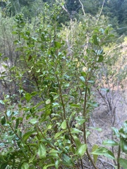 Baccharis pilularis