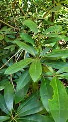 Rhododendron maximum