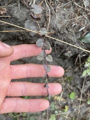 Clinopodium douglasii