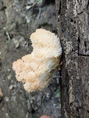 Hericium