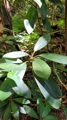 Rhododendron maximum