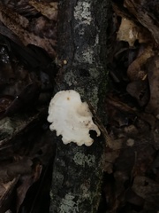 Steccherinum ochraceum