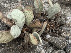 Opuntia basilaris basilaris