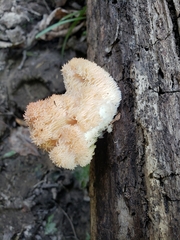 Hericium