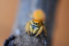 Phidippus nikites