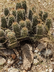 Echinocereus engelmannii fasciculatus