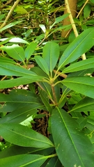 Rhododendron maximum