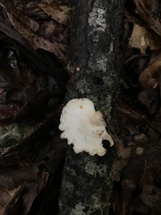 Steccherinum ochraceum