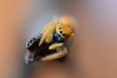 Phidippus nikites