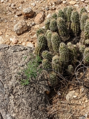 Echinocereus engelmannii fasciculatus