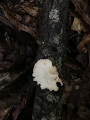 Steccherinum ochraceum