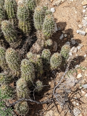 Echinocereus engelmannii fasciculatus