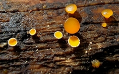 Lachnellula