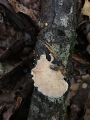 Steccherinum ochraceum