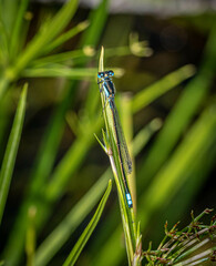 Ischnura heterosticta