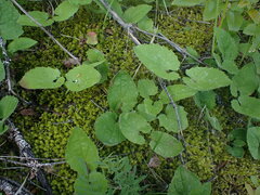 Arnica cordifolia