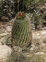 Ferocactus wislizeni