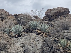 Agave deserti