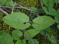 Arnica cordifolia