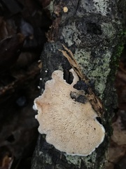 Steccherinum ochraceum