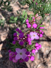 Boronia pinnata