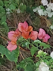 Bougainvillea