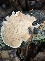 Steccherinum ochraceum